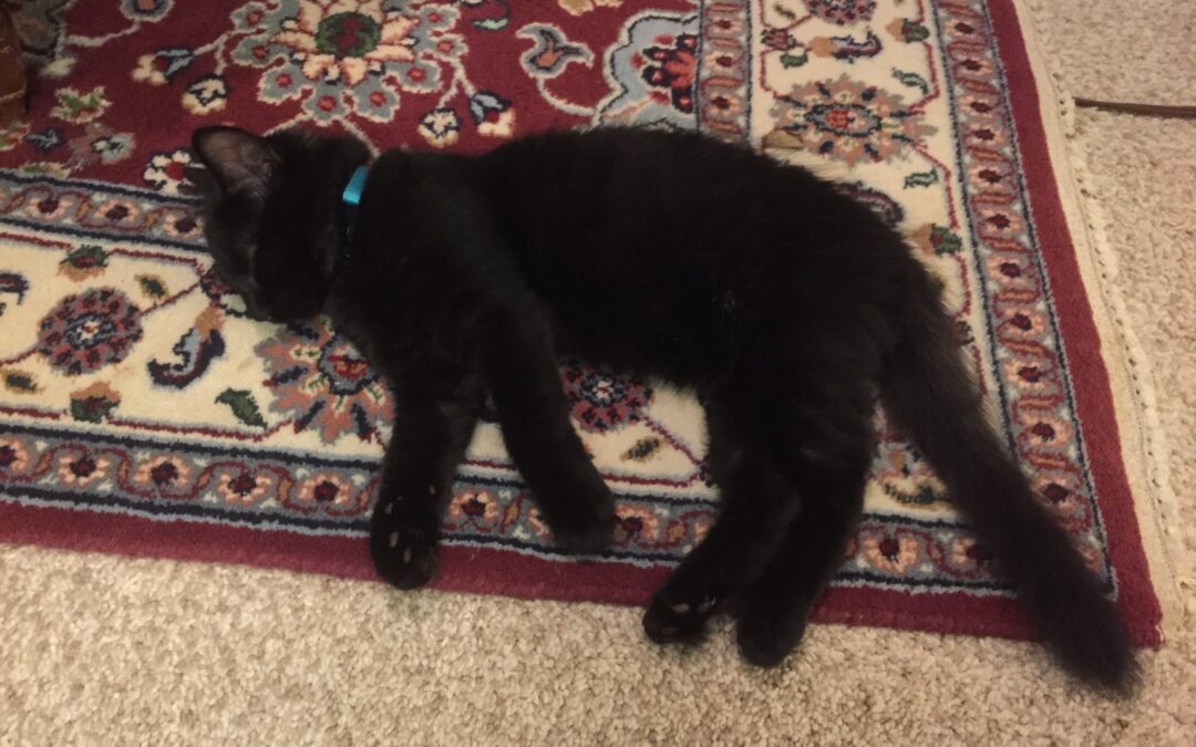 Worn out on a warm rug!