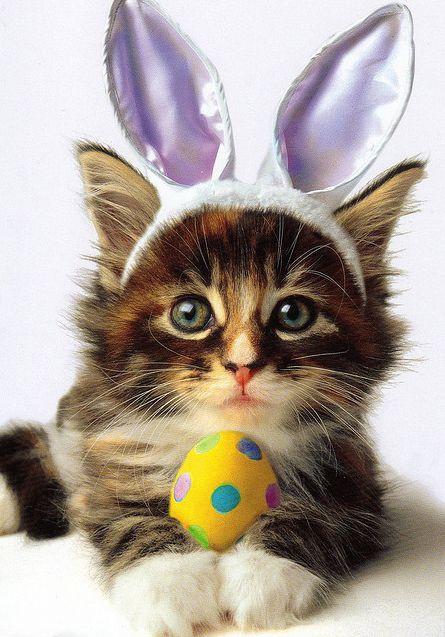 It’s the Easter Kitty!